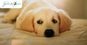 What Are the Different Types of Worms Dogs Get