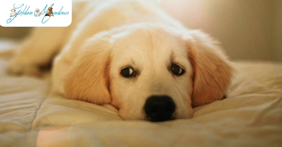 What Are the Different Types of Worms Dogs Get