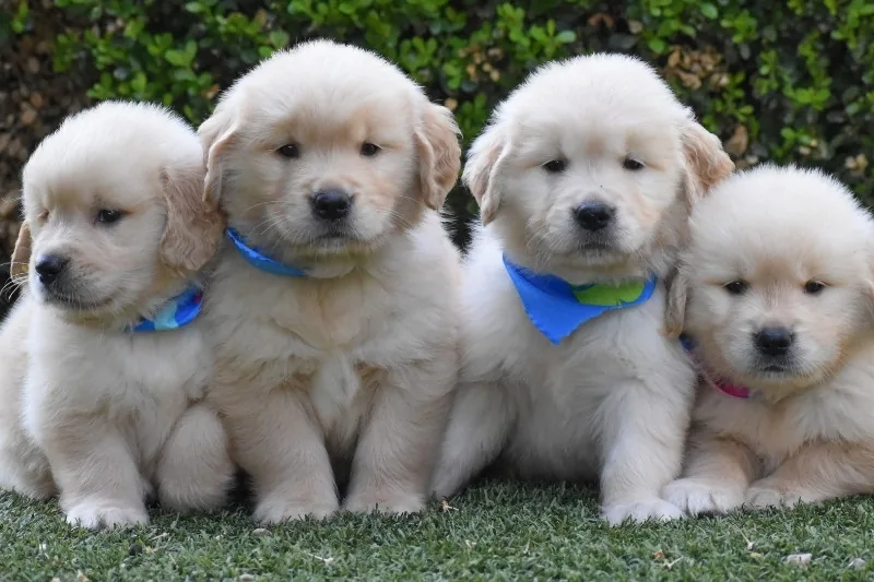 Golden Retriever Puppies For Sale