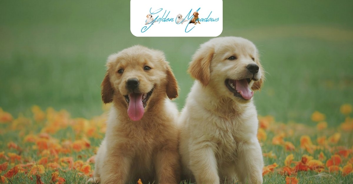 Male vs. Female Golden Retriever: Which One Is Right for You?