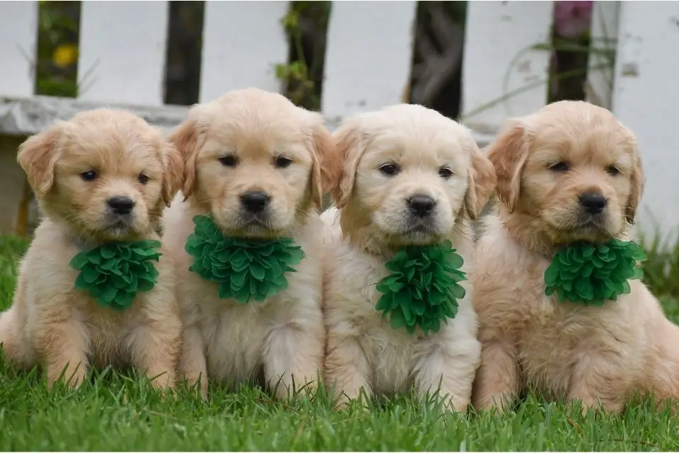 Golden Retriever Breeder in Los Altos California