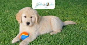 How Much Exercise Does a Golden Retriever Puppy Need Each Day