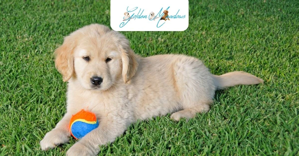 How Much Exercise Does a Golden Retriever Puppy Need Each Day