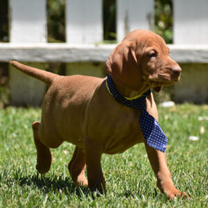 Scooby