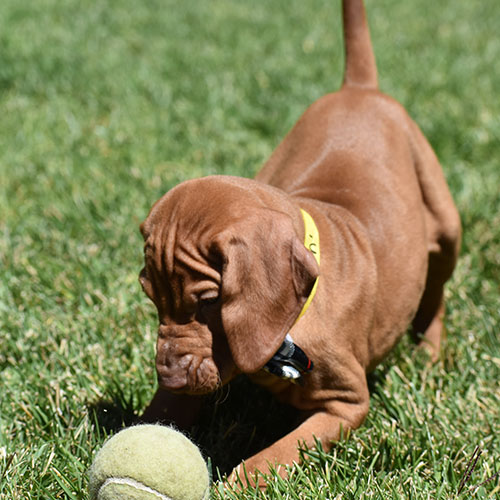 Sheldon - Image 2