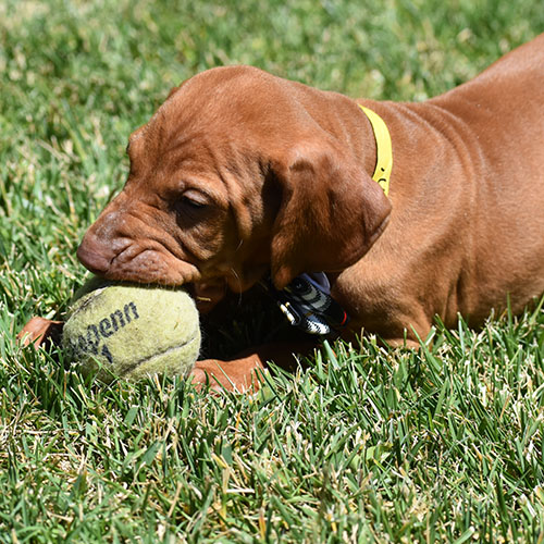 Sheldon - Image 3