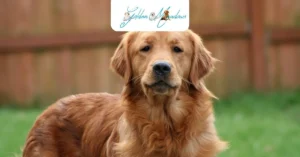 What Questions Should You Ask Before Choosing a Golden Retriever Breeder