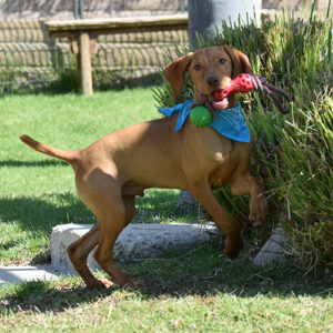Scooby