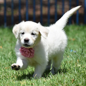 Addie