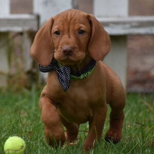 Emmett