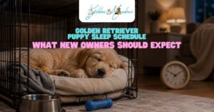 Golden Retriever Puppy Sleep Schedule What New Owners Should Expect