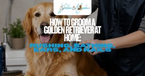 How to Groom a Golden Retriever at Home Brushing, Bathing, Ears, and Nails