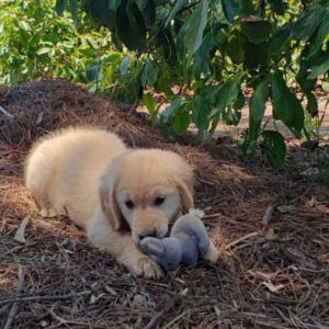 Reserved-Zoey