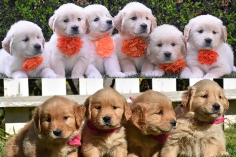 Golden Retriever Breeder Valencia CA