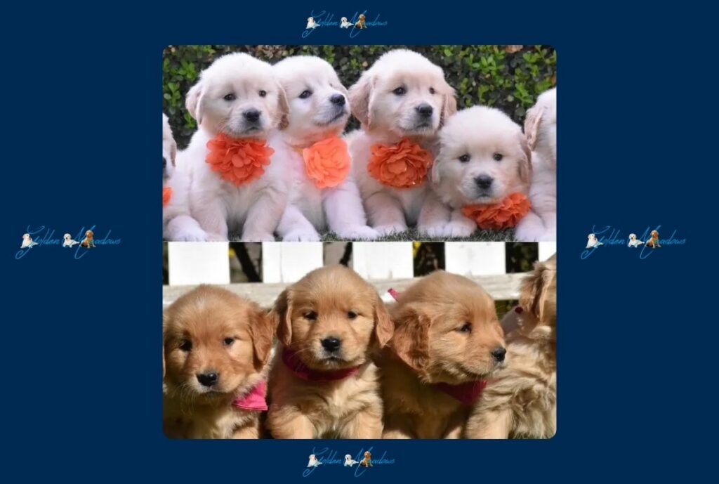 Golden Retriever Breeders Valencia California