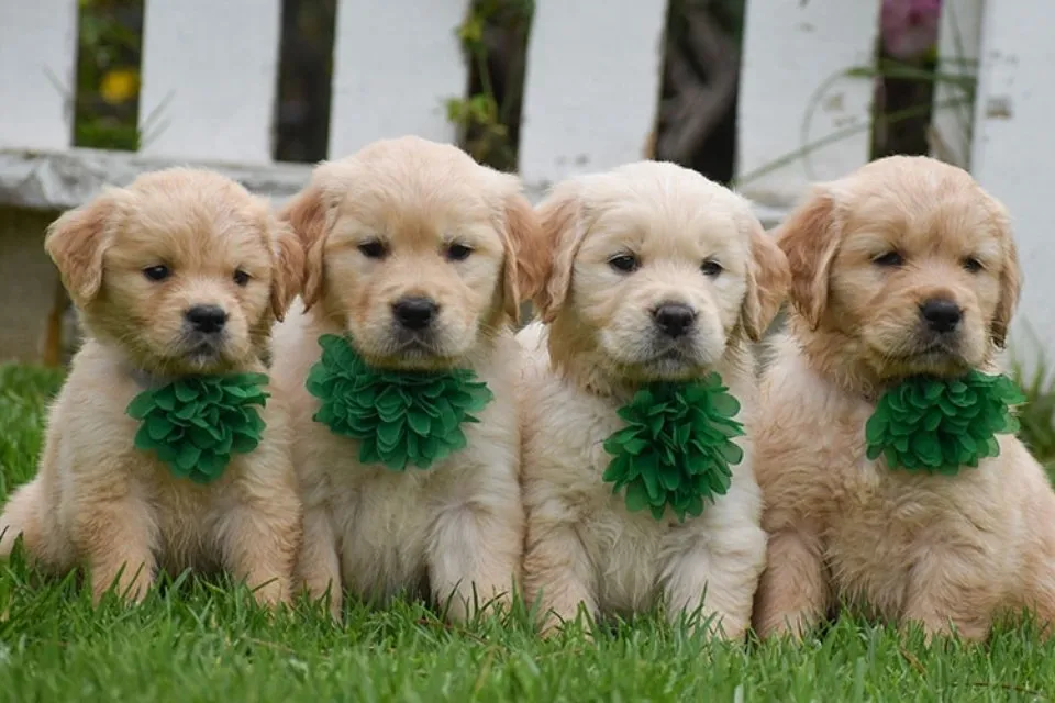 Golden Retriever in Breeder Valencia California