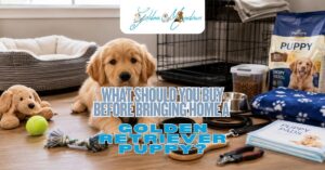 What Should You Buy Before Bringing Home a Golden Retriever Puppy