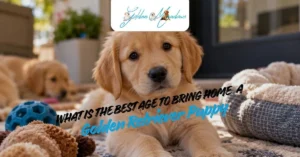 What Is the Best Age to Bring Home a Golden Retriever Puppy