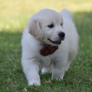 Reserved-Cookie