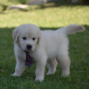 Reserved-Dennis