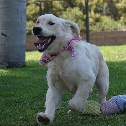 Daisy - Image 2