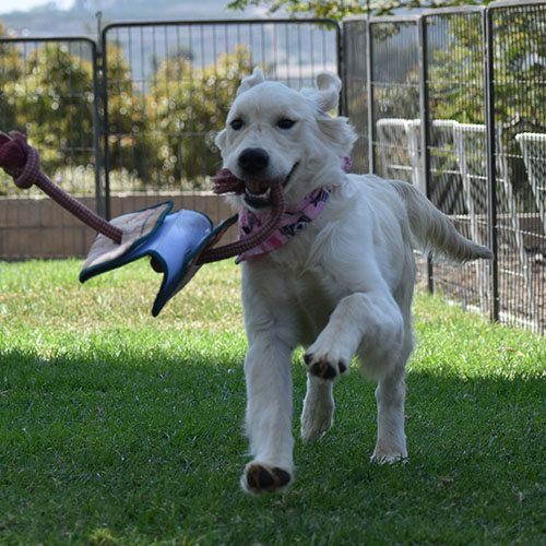 Daisy - Image 11