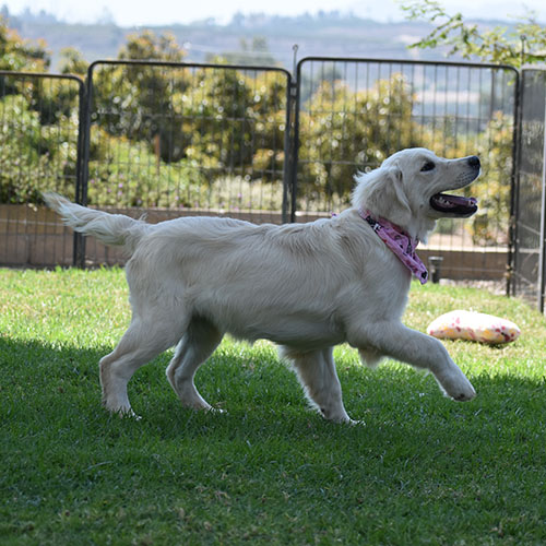Daisy - Image 12
