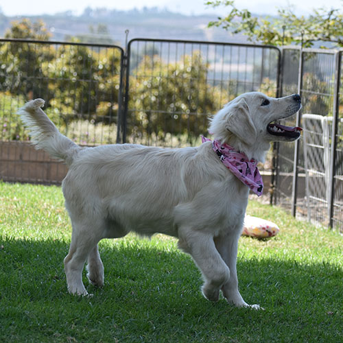 Daisy - Image 13