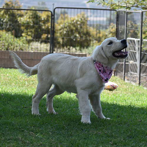Daisy - Image 14