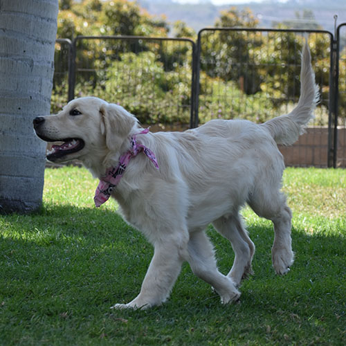 Daisy - Image 15