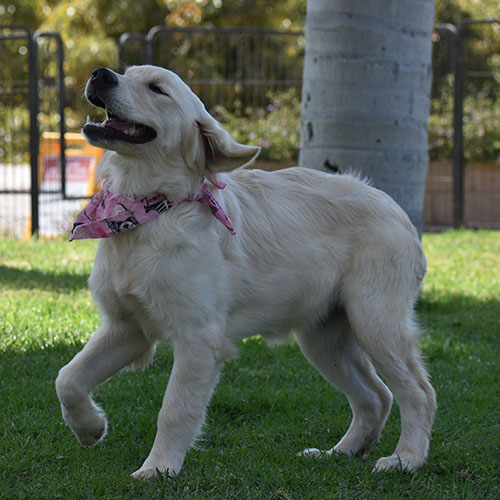 Daisy - Image 16
