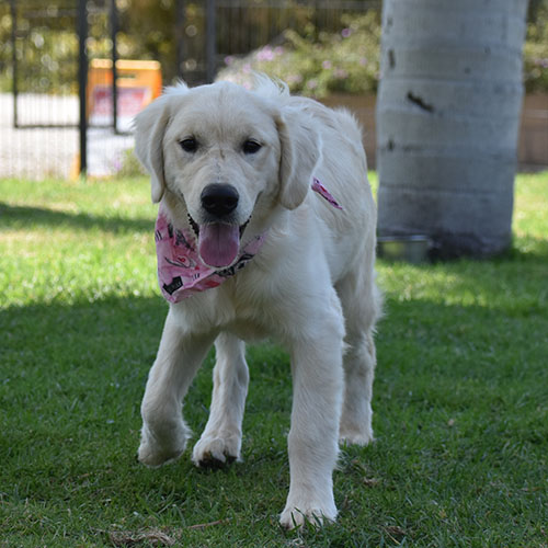 Daisy - Image 17