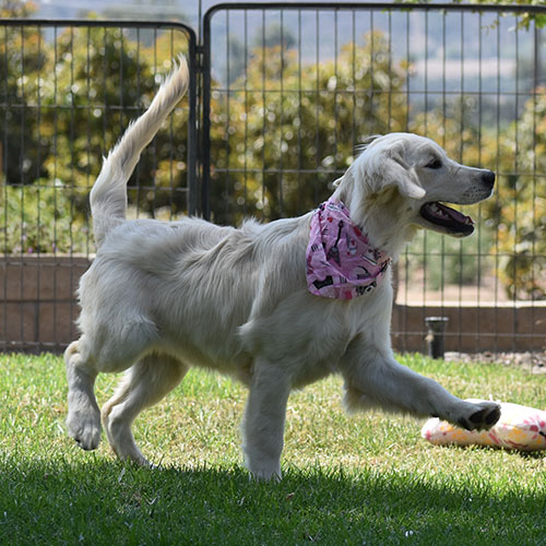 Daisy - Image 18
