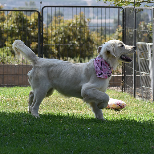 Daisy - Image 19