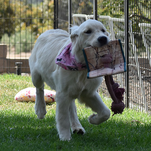 Daisy - Image 20
