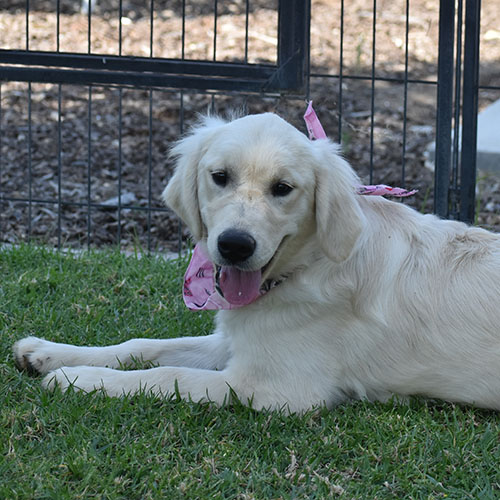 Daisy - Image 3