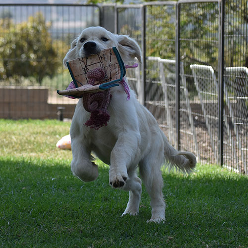 Daisy - Image 21