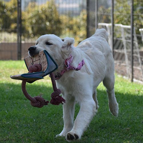 Daisy - Image 22