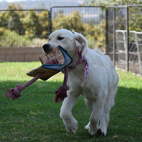 Daisy - Image 23