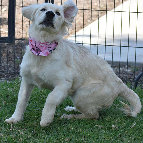 Daisy - Image 4