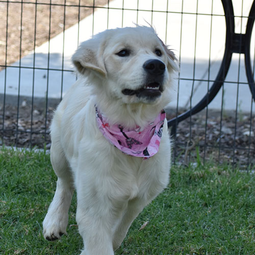 Daisy - Image 5