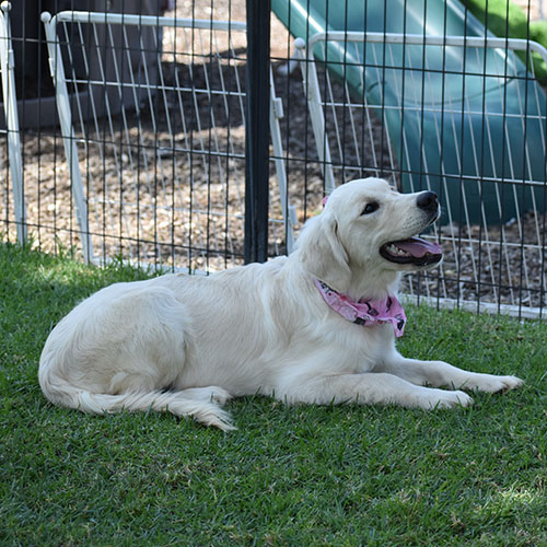 Daisy - Image 6