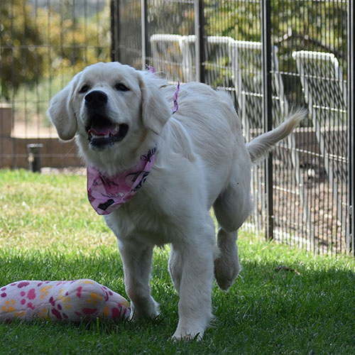 Daisy - Image 7