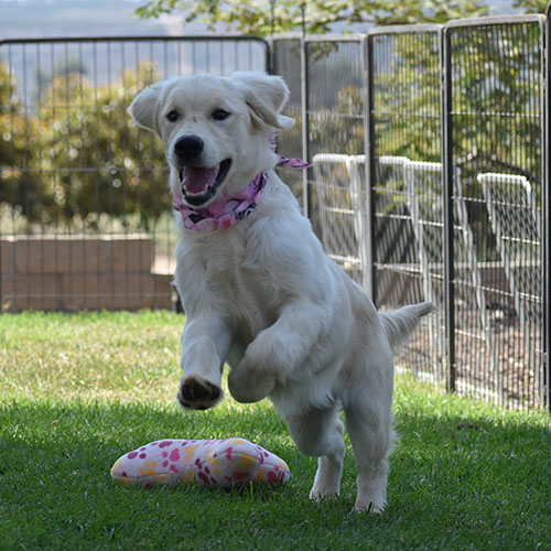 Daisy - Image 8