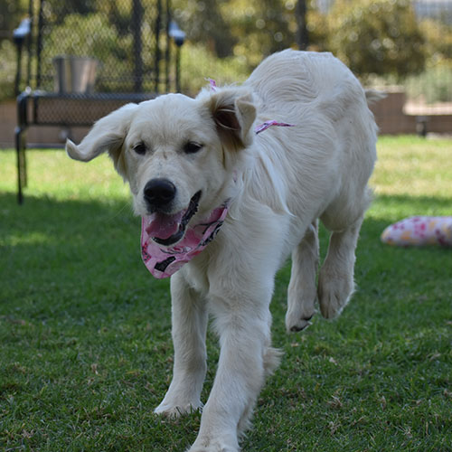 Daisy - Image 10